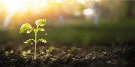 Sustainability